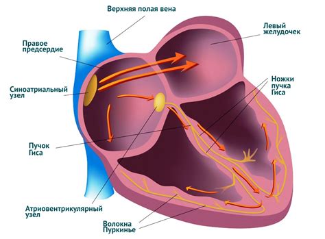 Лекарственное лечение нарушения проводимости сердца