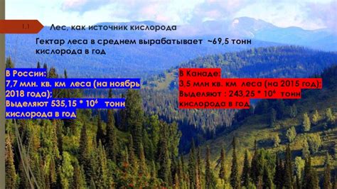 Лес как источник кислорода