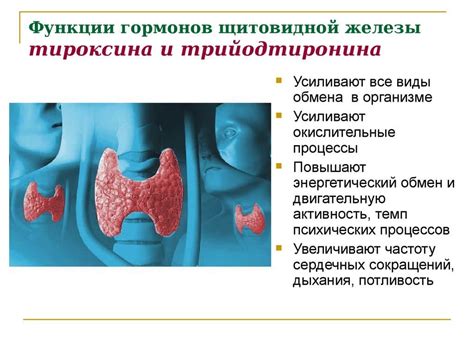 Летние факторы, воздействующие на уровень гормона щитовидной железы