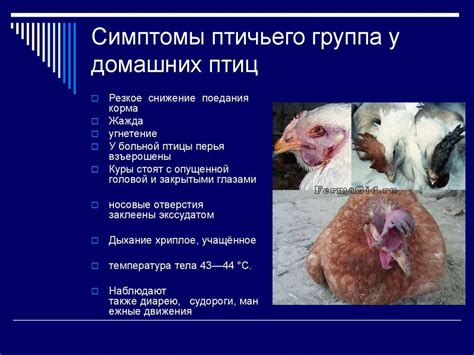 Лечение водянки у бройлеров
