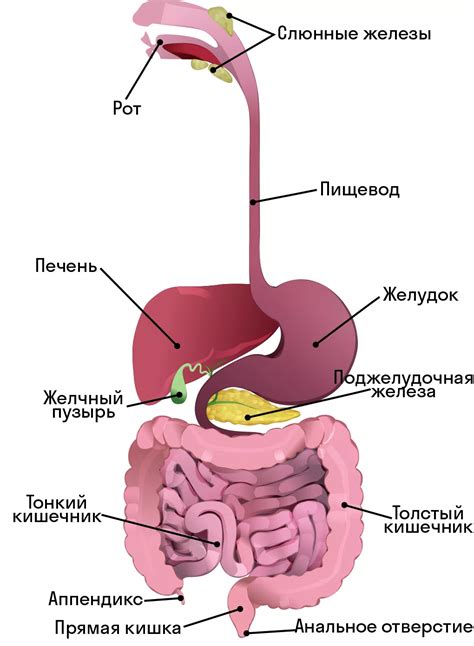 Лечение проблем пищеварительной системы с помощью корня голостяка и ацца