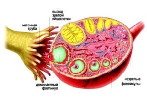 Лечение фолликулов в яичниках при менопаузе