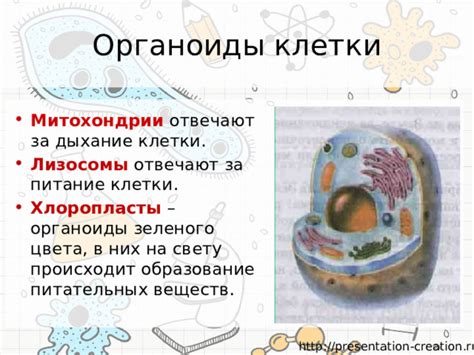 Лизосомы: отвечают за переработку веществ