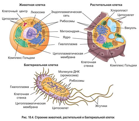 Лизосомы: пищеварительная система клетки