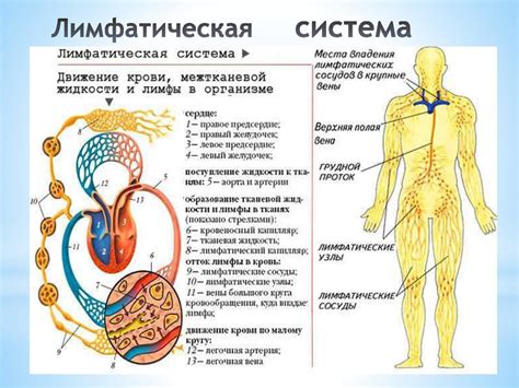 Лимфатическая система