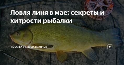 Ловля линя: основные секреты