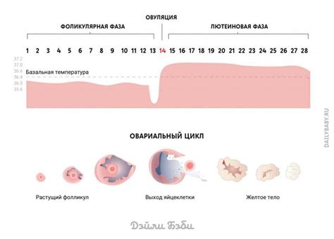 Мазки во время овуляции