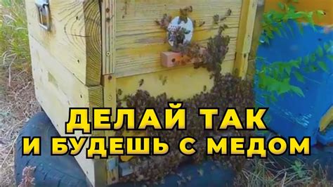 Мед с вощиной: рекомендации специалистов и экспертов