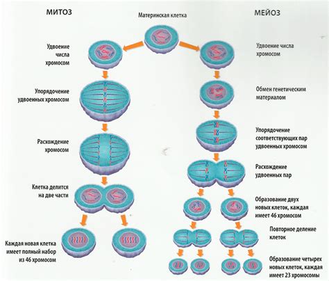 Мейоз: фундаментальный процесс и его роль в развитии организмов