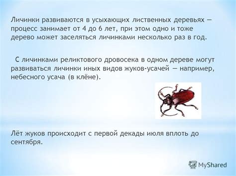 Меры охраны и восстановления популяции дровосека реликтового