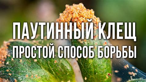 Меры предосторожности при работе на клумбе: защита от паутинного клеща