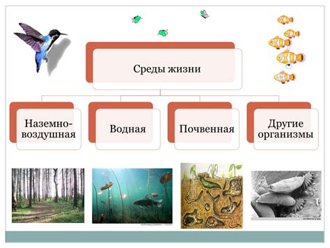 Места обитания и питание