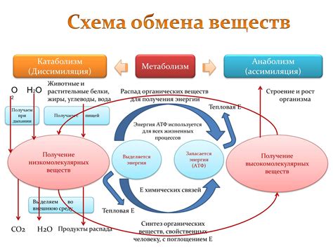 Метаболизм в разное время суток