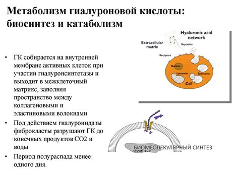 Метаболизм гиалуроновой кислоты