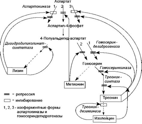 Метаболиты и промежуточные продукты