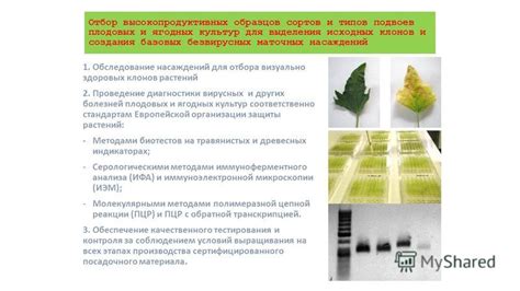 Методика создания клонов растений