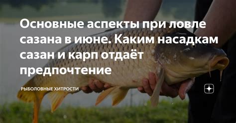 Методы использования чеснока в ловле сазана