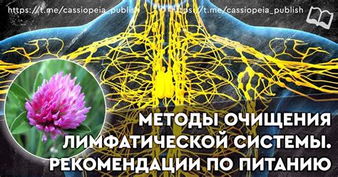 Методы стимуляции лимфатической системы для поддержания мозгового здоровья