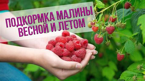 Методы увлажнения ягод