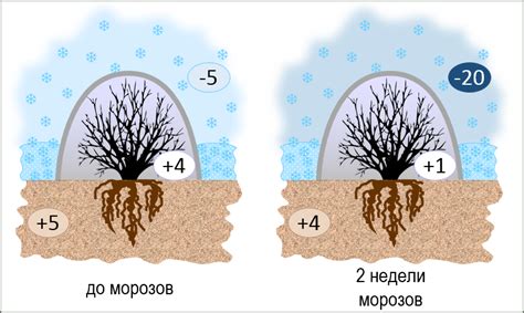 Методы укрытия винограда в холодное время года