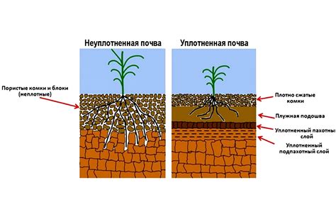 Методы утепления почвы и кустов