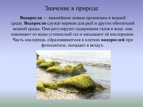 Механизмы крепления водорослей в природе