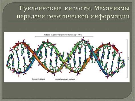 Механизмы передачи генетической информации