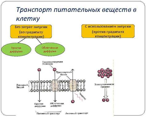 Механизмы поглощения питательных веществ