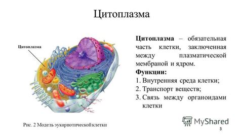 Механизмы связи между органоидами и ядром