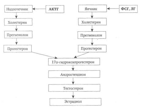 Механизмы функционирования Крыжополя