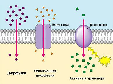 Механизм воздействия активного вещества напитков на организм: как происходит его действие