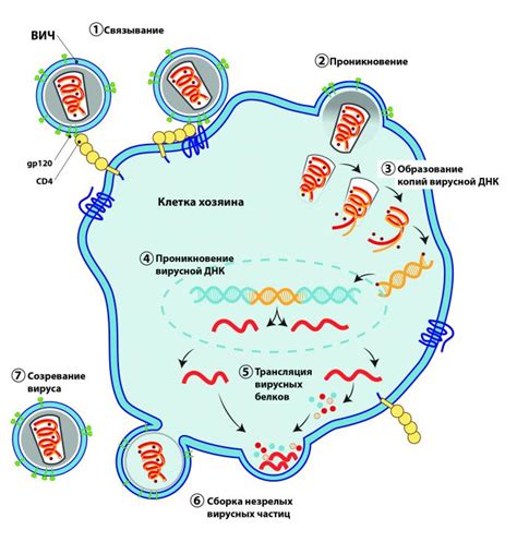 Механизм воздействия коронавируса на клетки