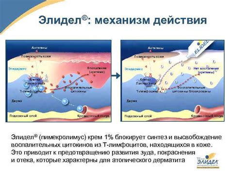 Механизм действия арбутина на эпидермис