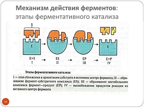 Механизм действия ферментов как катализаторов