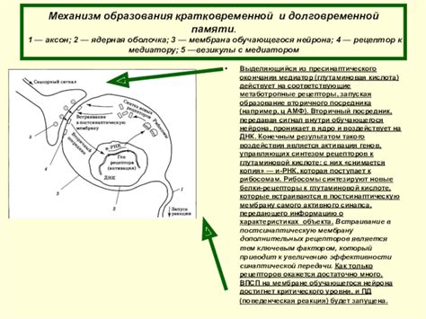 Механизм образования памяти