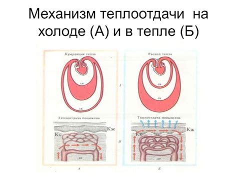 Механизм теплоотдачи