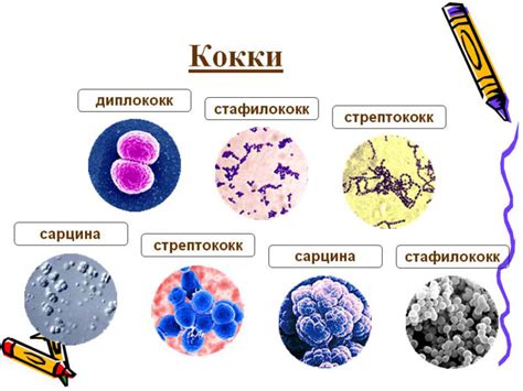 Микроорганизмы и бактерии на коже