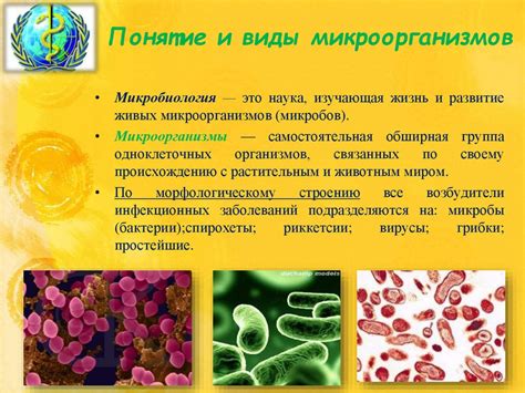 Микроорганизмы и вирусы