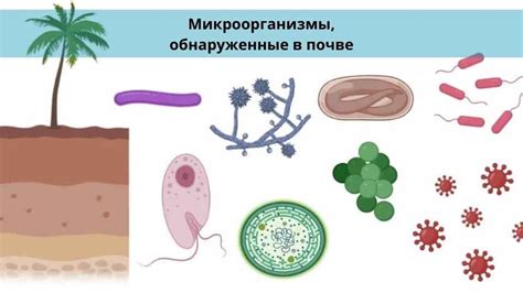 Микроорганизмы как поставщики органики