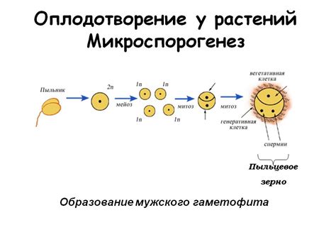 Микроспорогенез