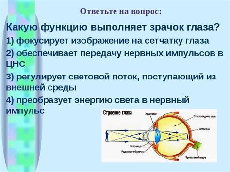Мифические представления о присутствии вертикального зрачка у человека