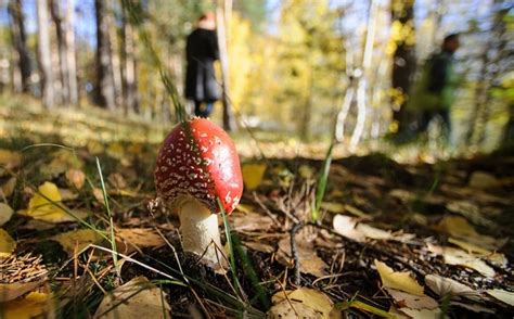 Мифы и реальность о грибе с желтой губкой снизу