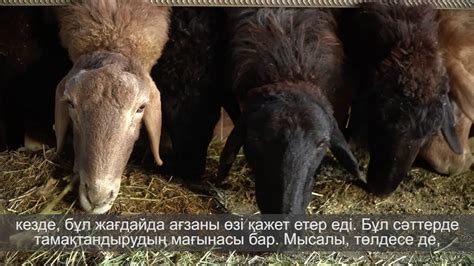 Мифы и факты о кормлении овец кукурузой