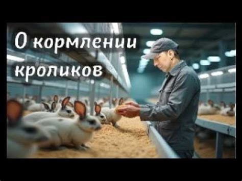 Мифы о кормлении кроликов
