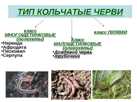 Мифы о питании и образе жизни кольчатых червей