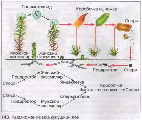 Мифы о размножении мхов