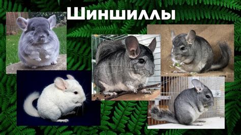 Мифы о шиншиллах