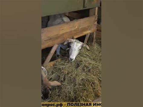 Миф о каплях козьего молока в глаза