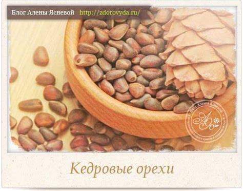 Миф о кедровых орехах и рвоте