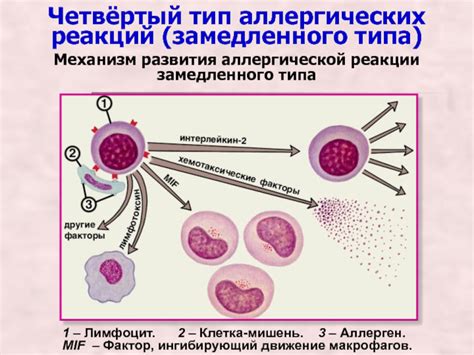 Миф 4: Пищевые аллергии и реакции